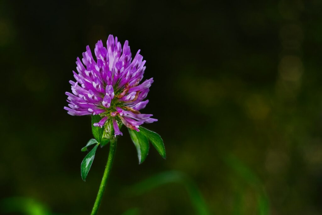 purple flower in tilt shift lens