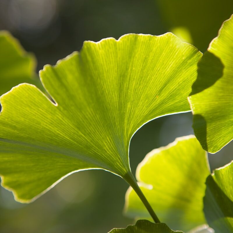 Photo by Photoholgic green leaf in close up photography